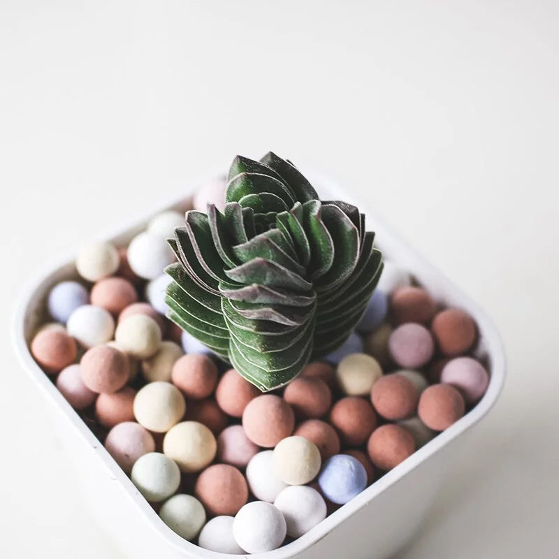 寶卡卡多肉 | 療癒小物 |  陽光植物