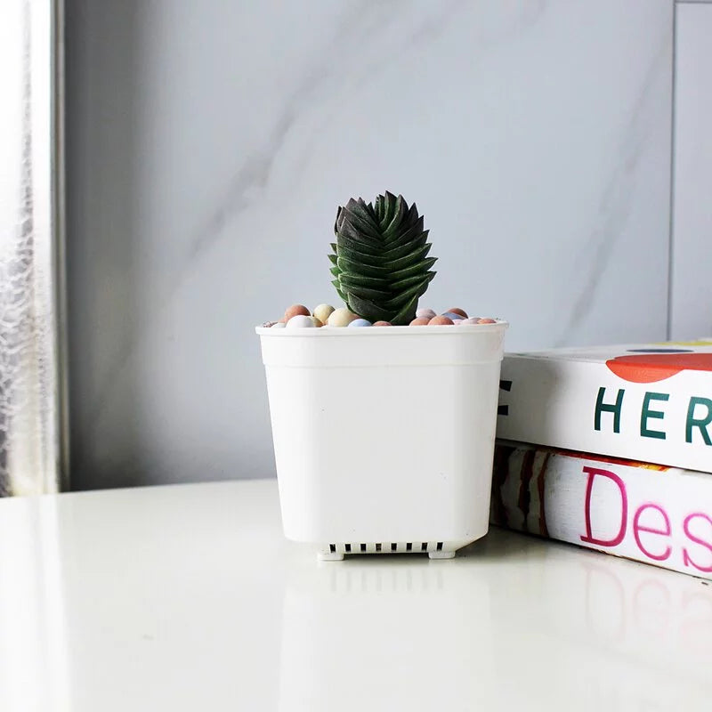 寶卡卡多肉 | 療癒小物 |  陽光植物