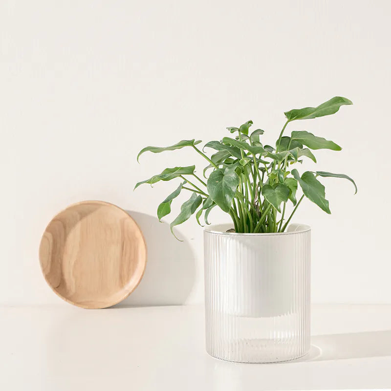 小天使蔓綠絨 | 水耕 | 去除甲醛、三氯乙烯、甲苯 | 羽裂蔓綠絨 | 無土栽培 | 室內植物