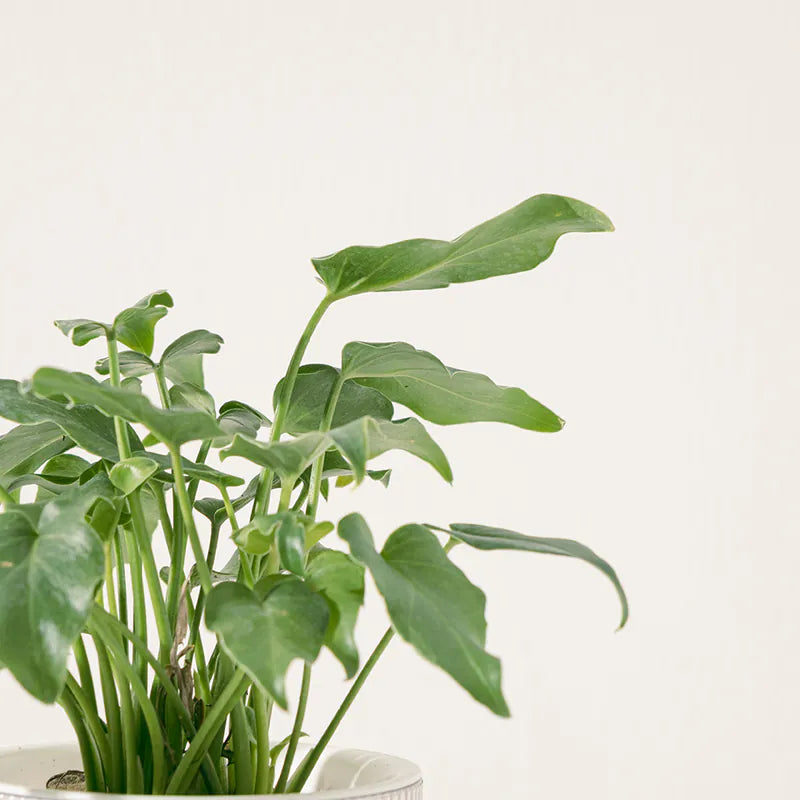 小天使蔓綠絨 | 水耕 | 去除甲醛、三氯乙烯、甲苯 | 羽裂蔓綠絨 | 無土栽培 | 室內植物