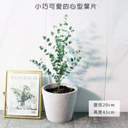 藍冰尤加利 | 藍冰桉 | 陽光植物
