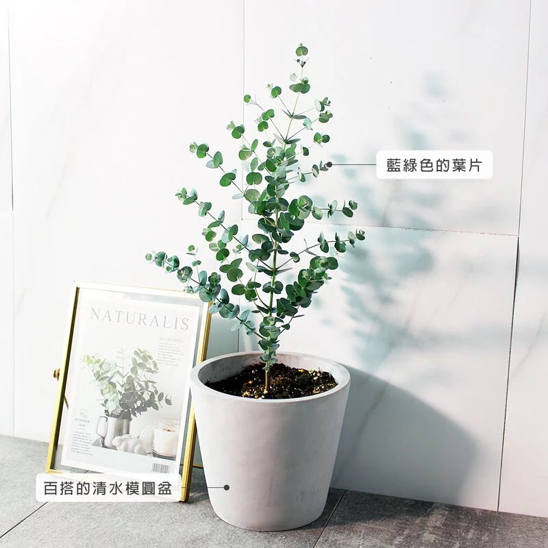藍冰尤加利 | 藍冰桉 | 陽光植物