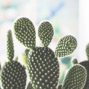 米老鼠仙人掌 | 白烏帽子 | 陽光植物