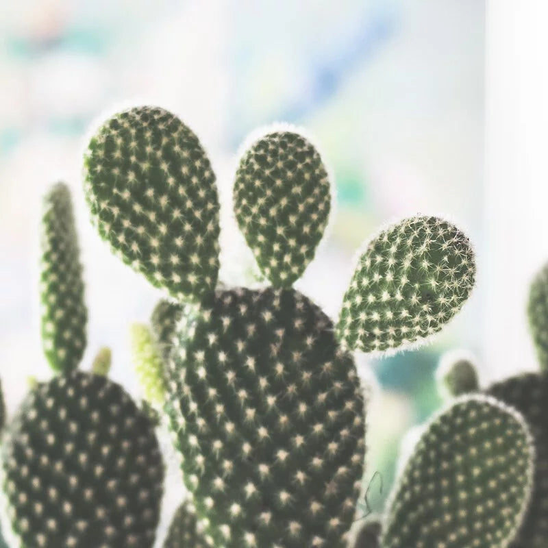 米老鼠仙人掌 | 白烏帽子 | 陽光植物