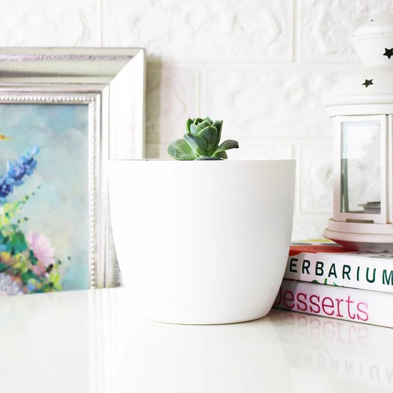 可愛玫瑰盆栽|多肉植物|陽光植物