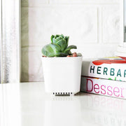 可愛玫瑰盆栽|多肉植物|陽光植物