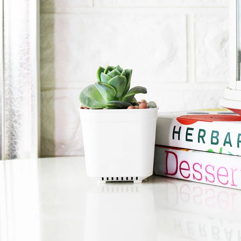 可愛玫瑰盆栽|多肉植物|陽光植物