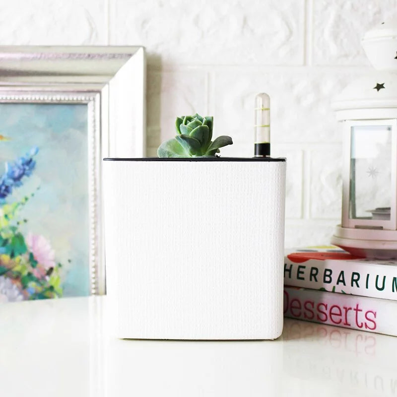 可愛玫瑰盆栽|多肉植物|陽光植物