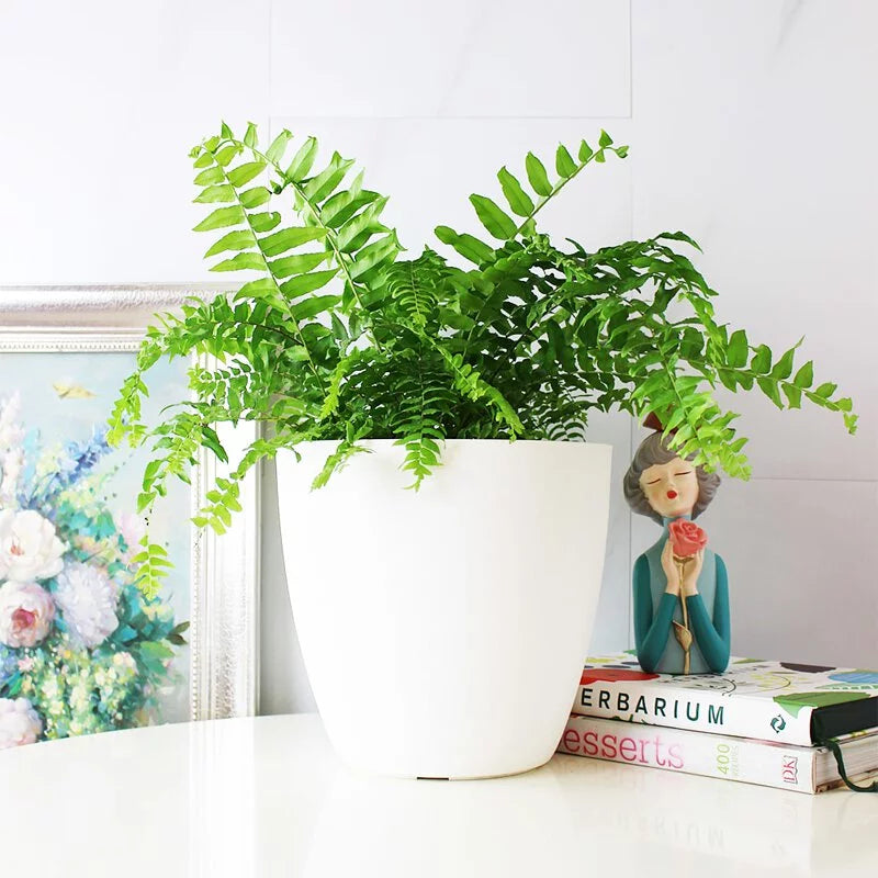 魚尾蕨盆栽|蕨類植物 | 室內植物