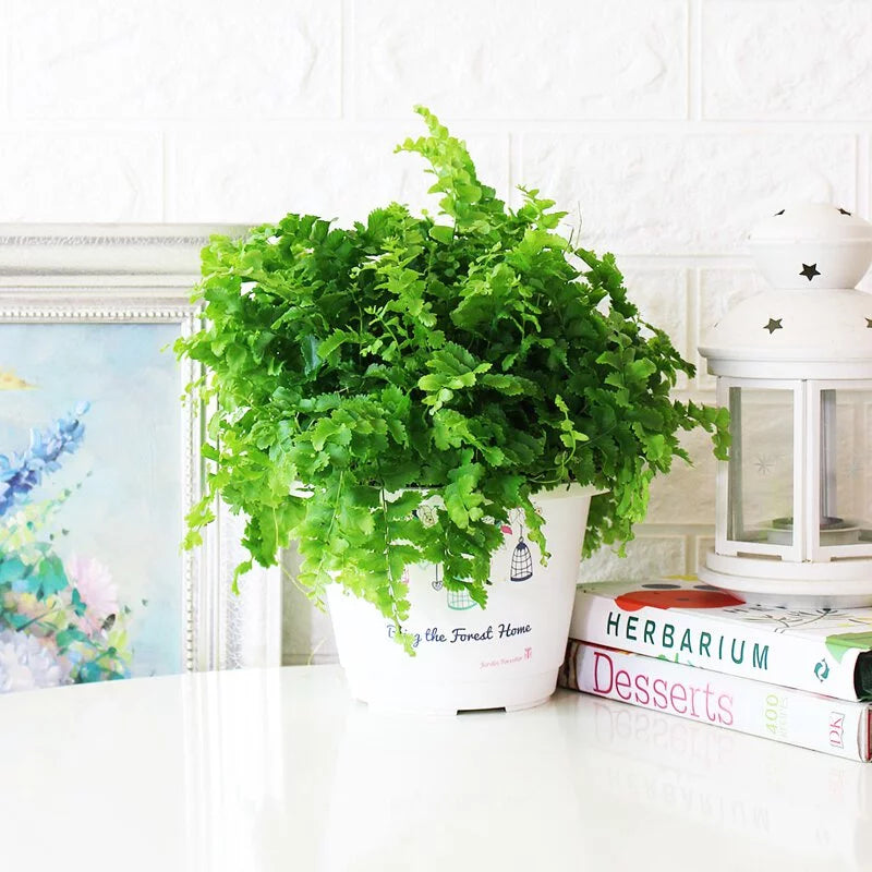 澎澎蕨盆栽|蕨類植物 | 室內植物