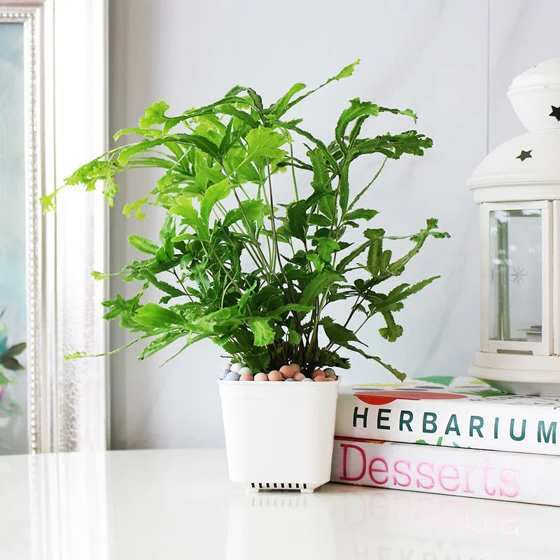 鳳尾蕨盆栽|蕨類植物|室內植物