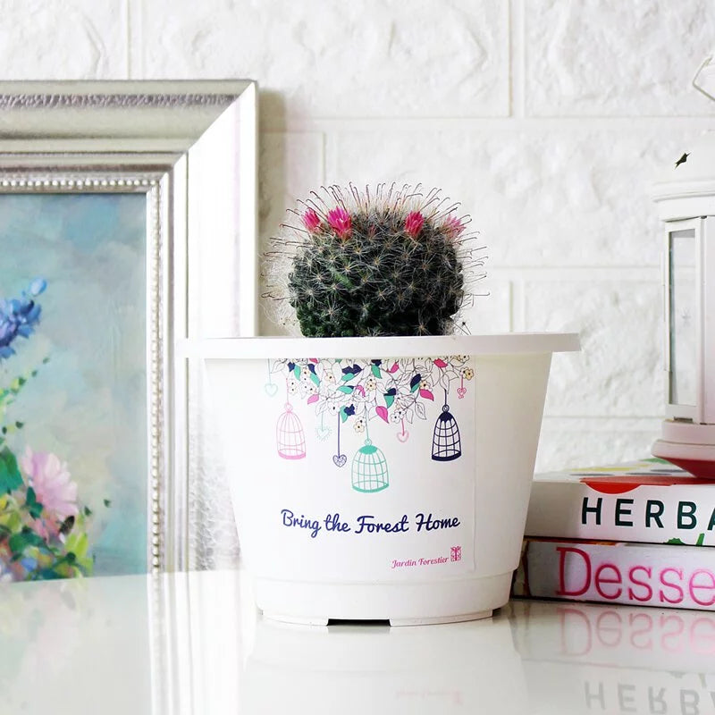 雪球仙人掌盆栽 | 多肉植物 | 陽光植物