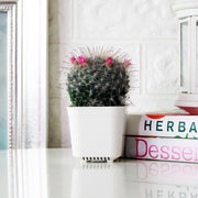 雪球仙人掌盆栽 | 多肉植物 | 陽光植物