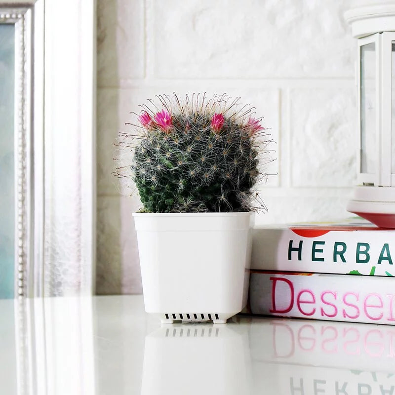 雪球仙人掌盆栽 | 多肉植物 | 陽光植物