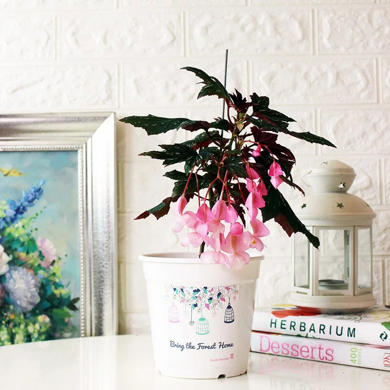 蘭娜秋海棠盆栽|會開花的室內植物|室內植物