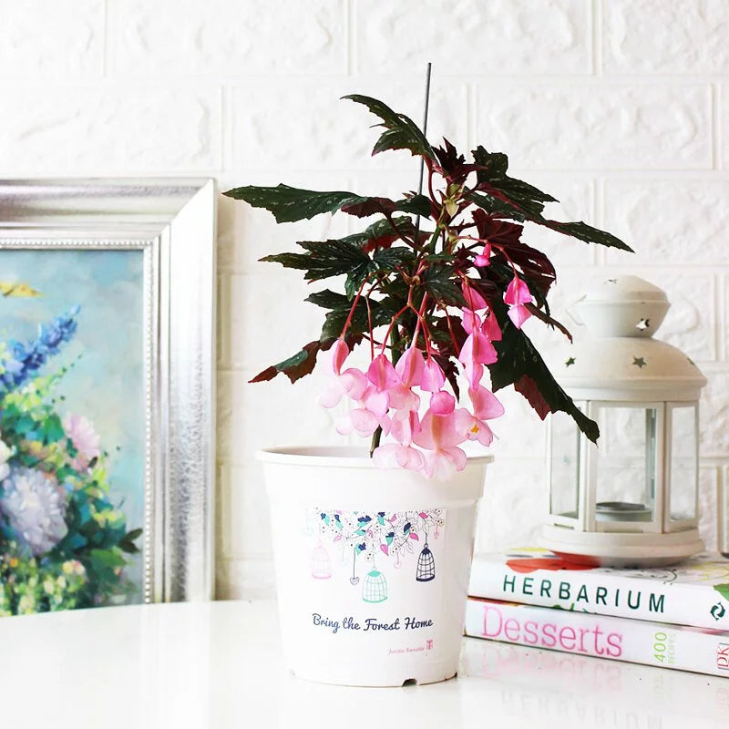 蘭娜秋海棠盆栽|會開花的室內植物|室內植物