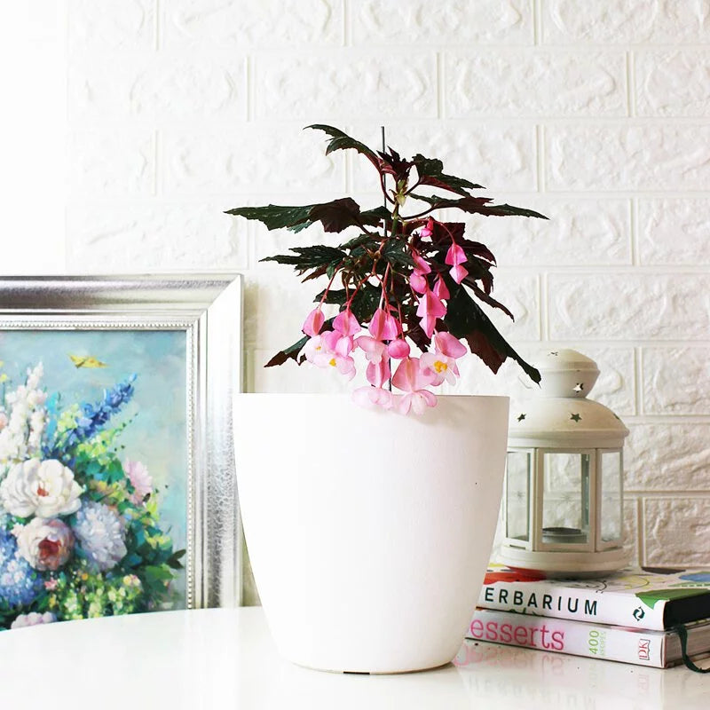 蘭娜秋海棠盆栽|會開花的室內植物|室內植物