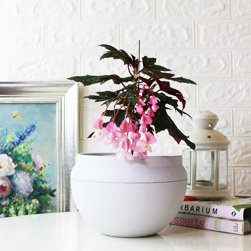 蘭娜秋海棠盆栽|會開花的室內植物|室內植物