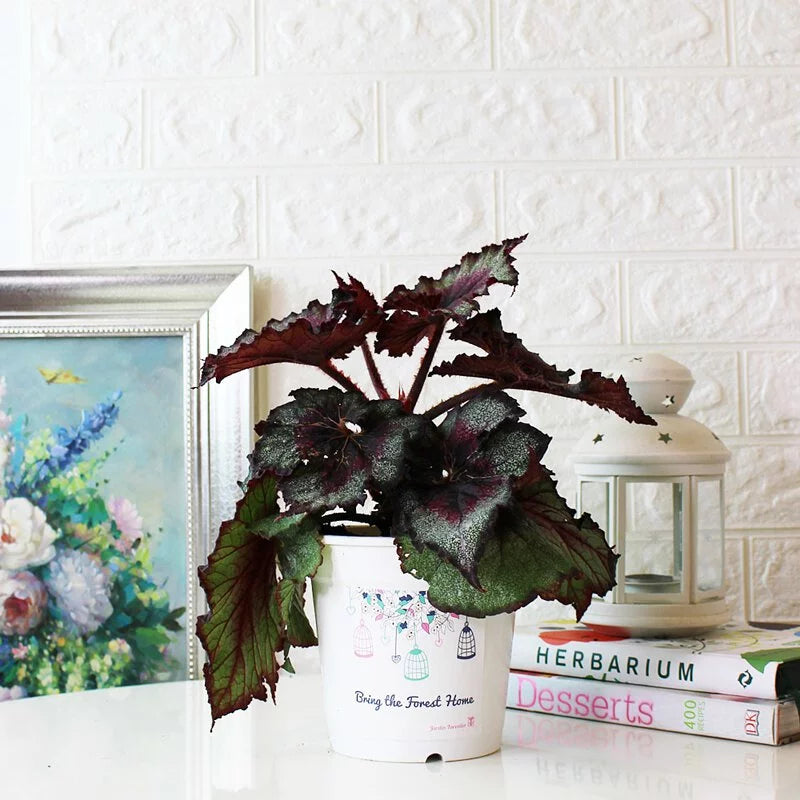 馬賽克秋海棠|室內植物