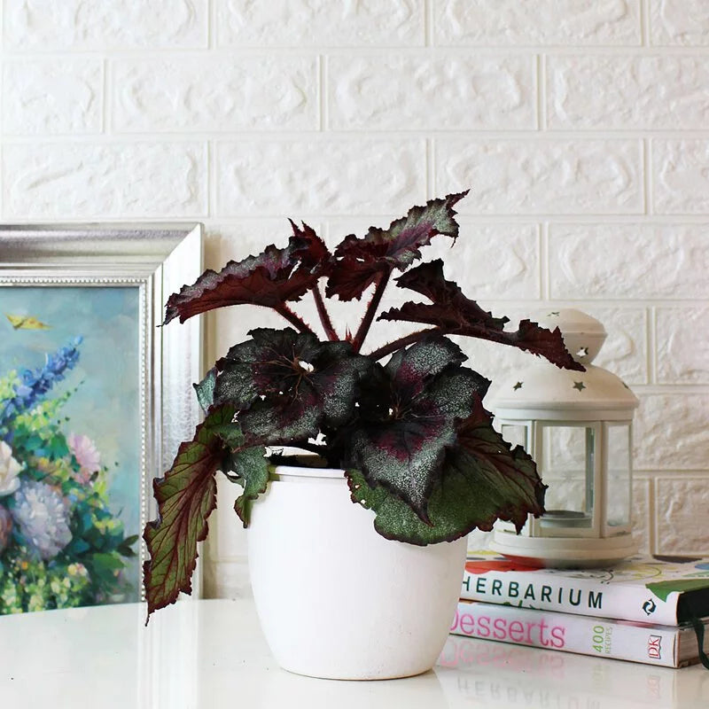 馬賽克秋海棠|室內植物