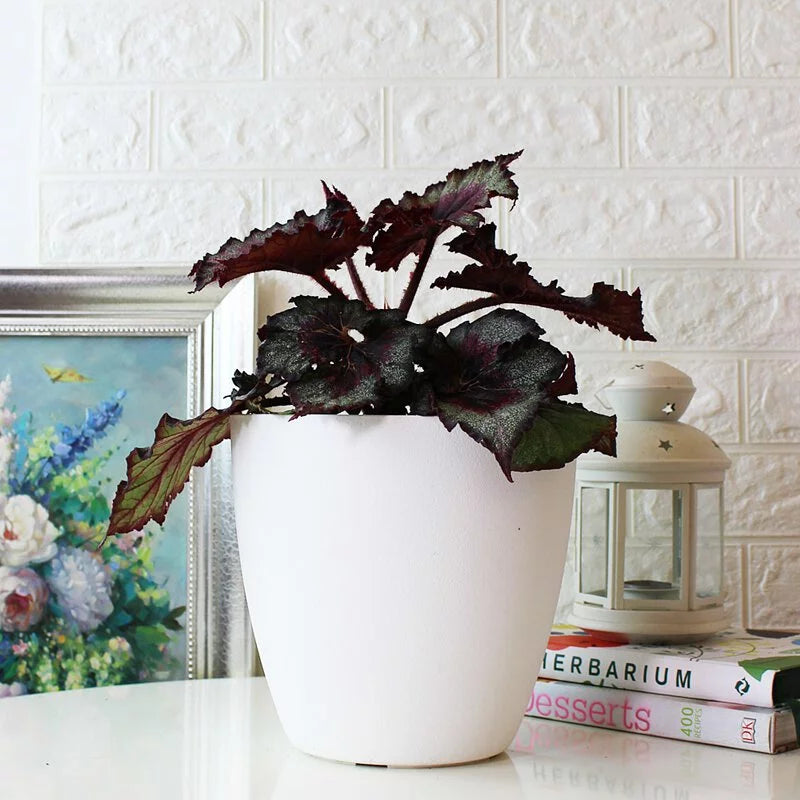 馬賽克秋海棠|室內植物