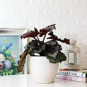 馬賽克秋海棠|室內植物