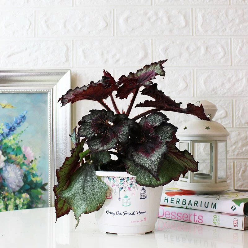 馬賽克秋海棠|室內植物