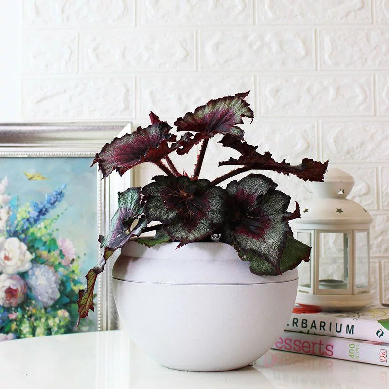 馬賽克秋海棠|室內植物