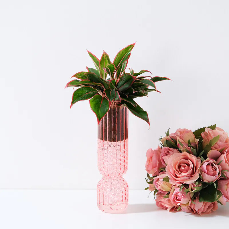 暹羅極光粗肋草 | 水耕 | 極光粗肋草|無土栽培|室內植物