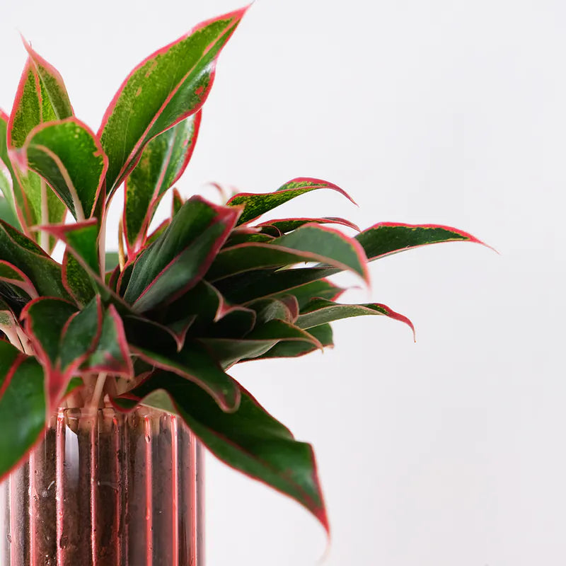 暹羅極光粗肋草 | 水耕 | 極光粗肋草|無土栽培|室內植物