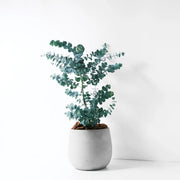 寶寶藍桉 | 寶貝藍桉 | 尤加利 | 陽光植物