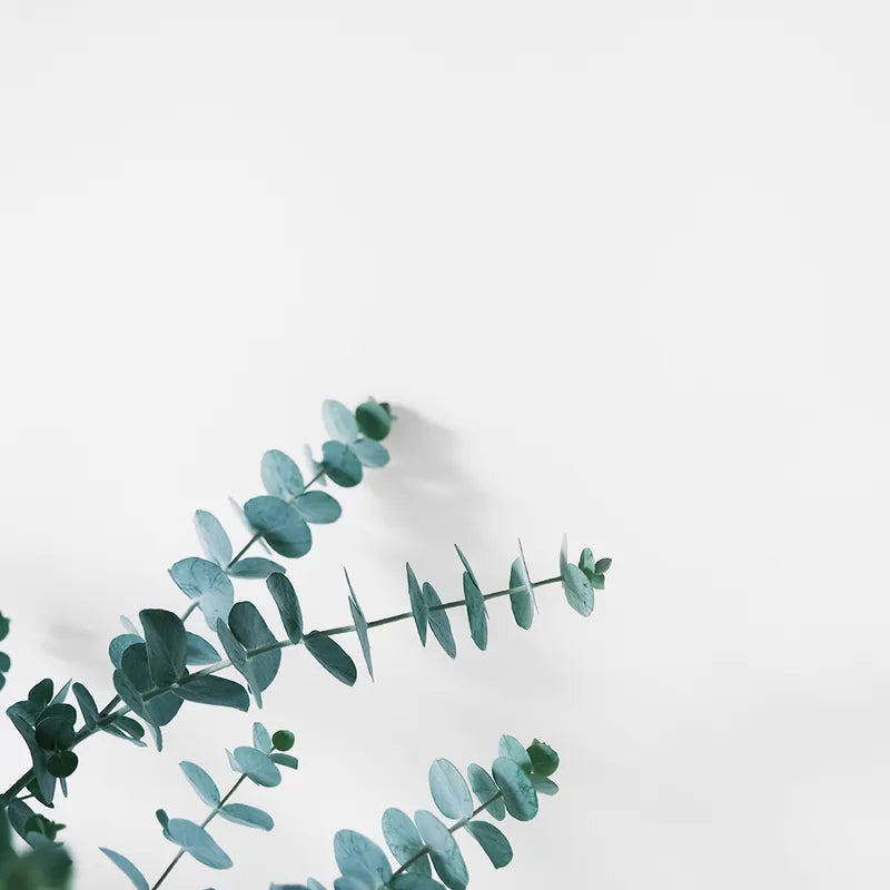 寶寶藍桉 | 寶貝藍桉 | 尤加利 | 陽光植物