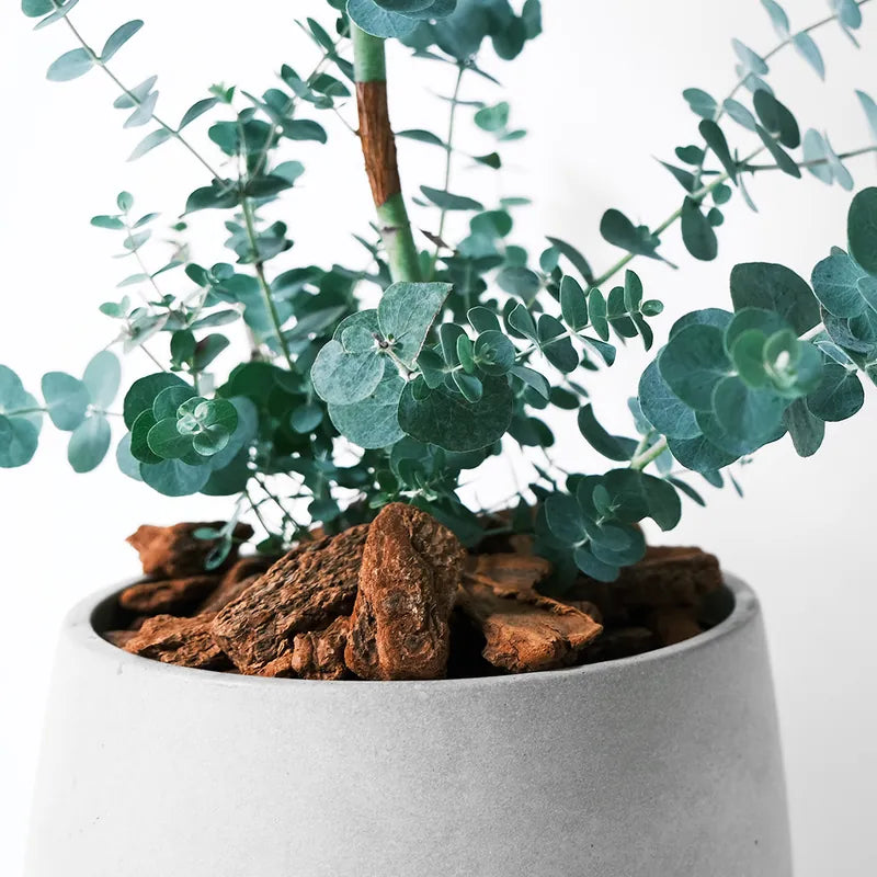 寶寶藍桉 | 寶貝藍桉 | 尤加利 | 陽光植物