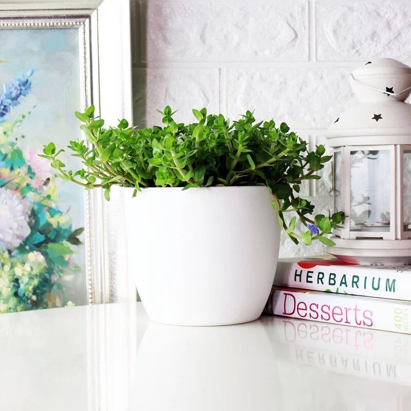 海洋之星 | 卡羅萊納過長沙 | 水生植物 | 陽光植物