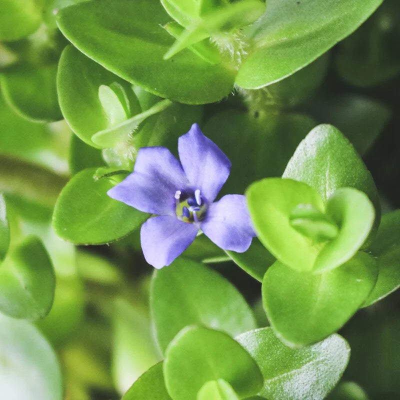 海洋之星 | 卡羅萊納過長沙 | 水生植物 | 陽光植物