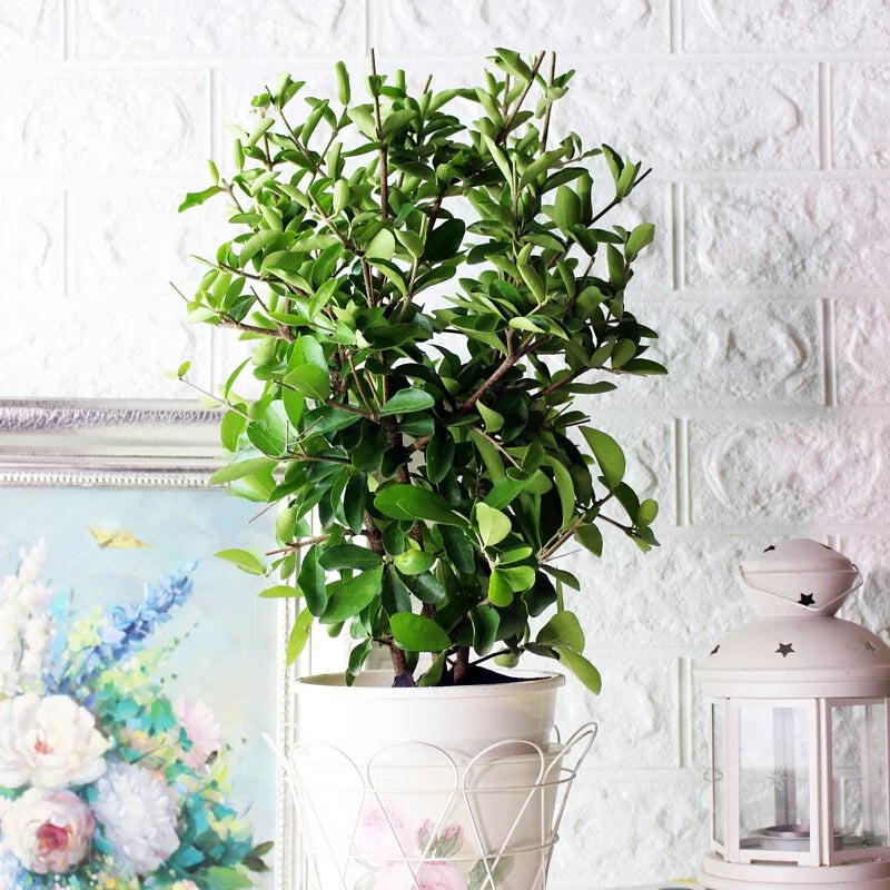 西印度甜櫻桃 | 陽光植物