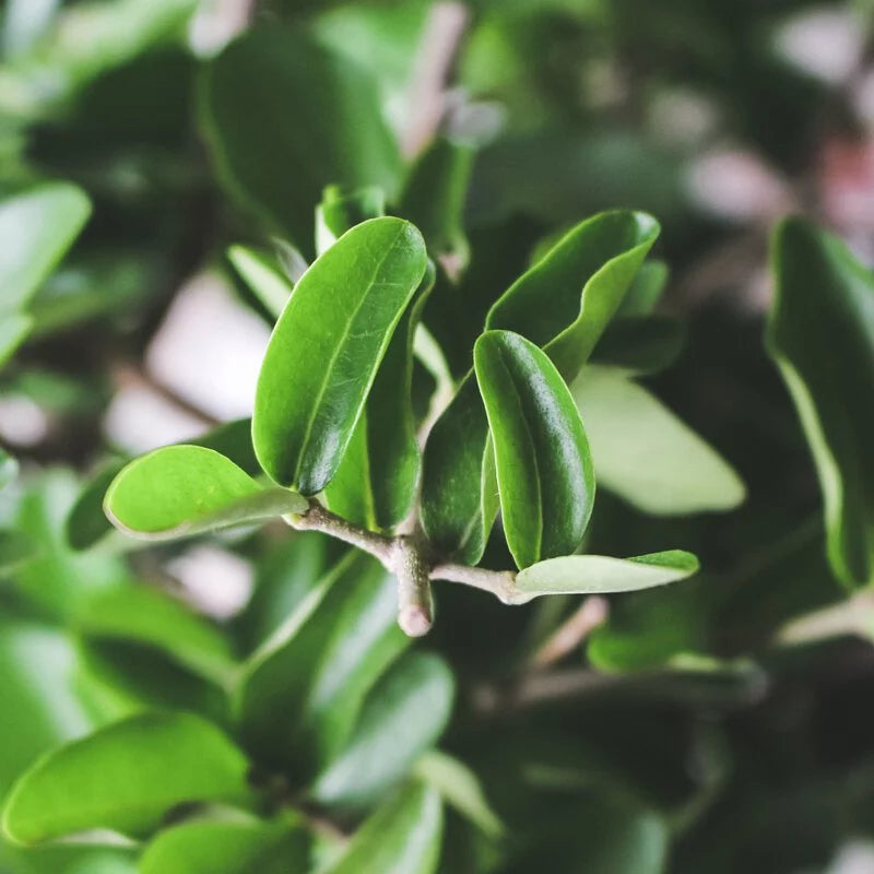 西印度甜櫻桃 | 陽光植物