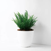 波士頓腎蕨 | 蕨類植物 | 室內植物 | 淨化甲醛