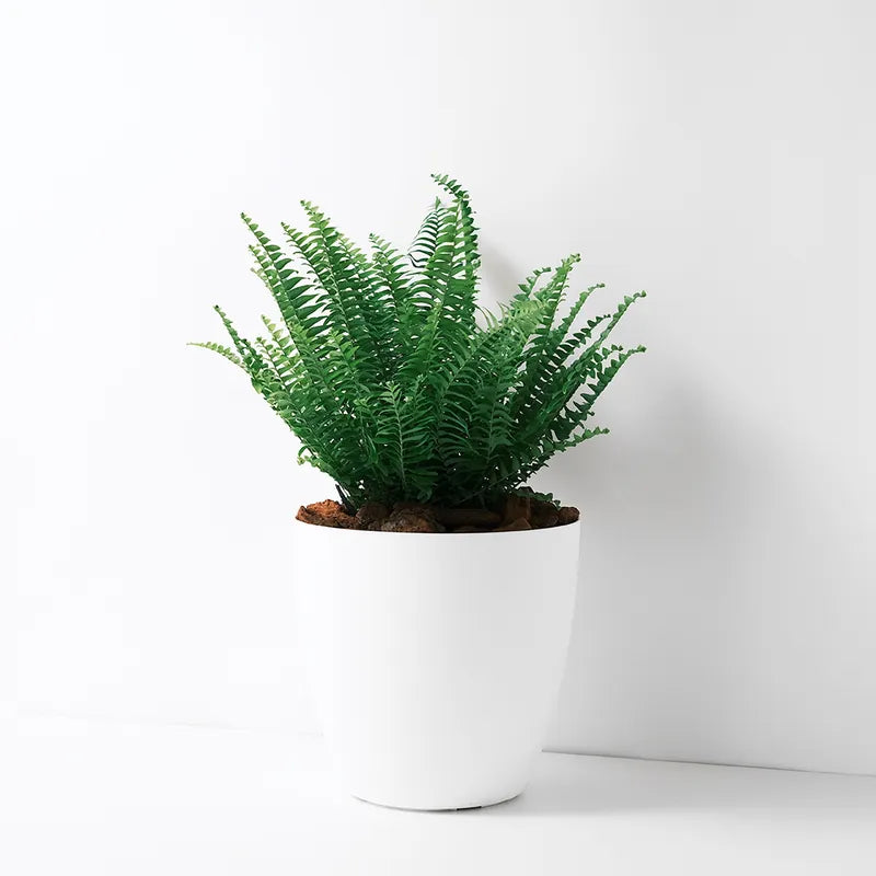 波士頓腎蕨 | 蕨類植物 | 室內植物 | 淨化甲醛