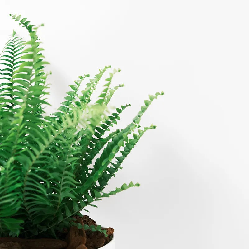 波士頓腎蕨 | 蕨類植物 | 室內植物 | 淨化甲醛
