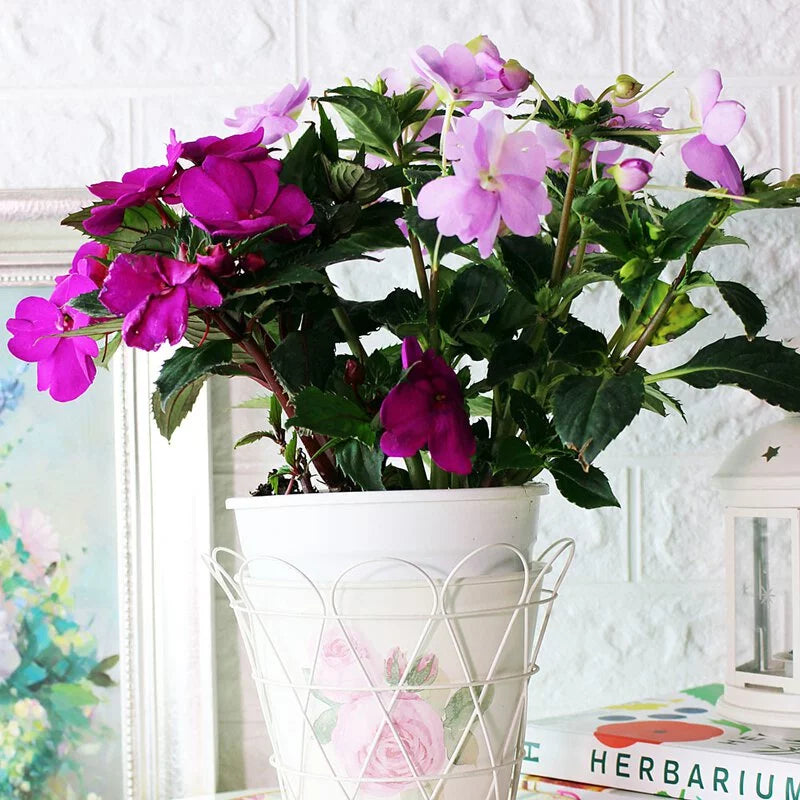 非洲鳳仙花|全年開花|陽光植物|花色隨機出貨