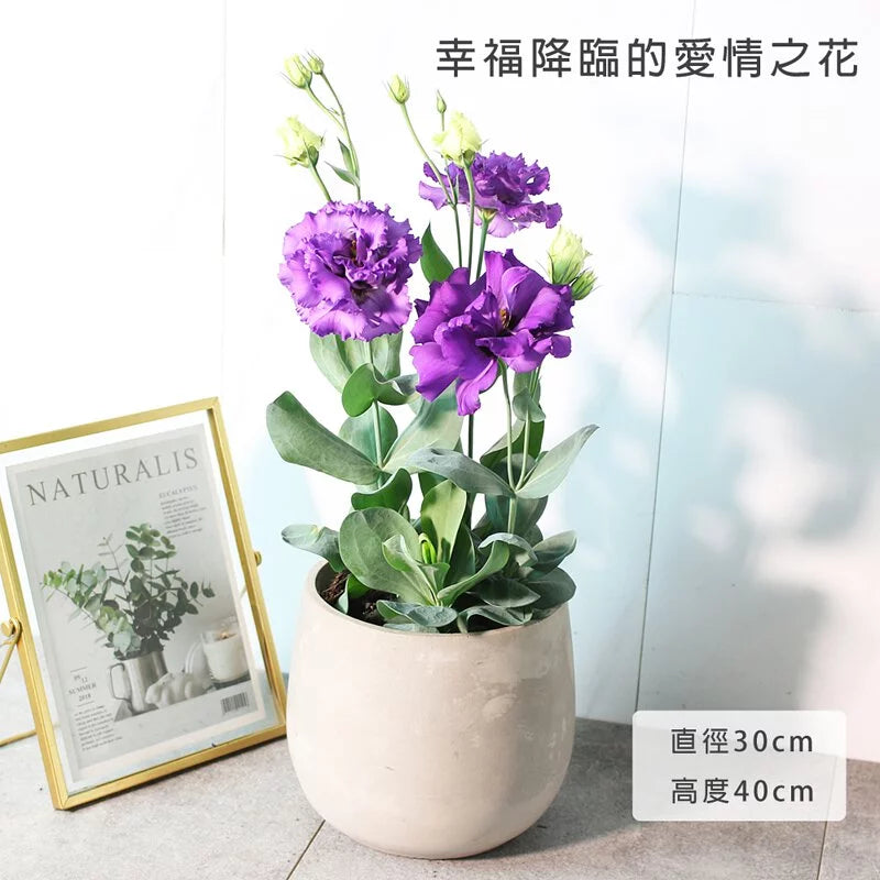 洋桔梗 | 永恆不變的愛 | 西洋桔梗 | 土耳其桔梗 | 花色隨機出貨 | 陽光植物