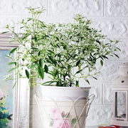 白雪木盆栽|聖誕節必備|陽光植物