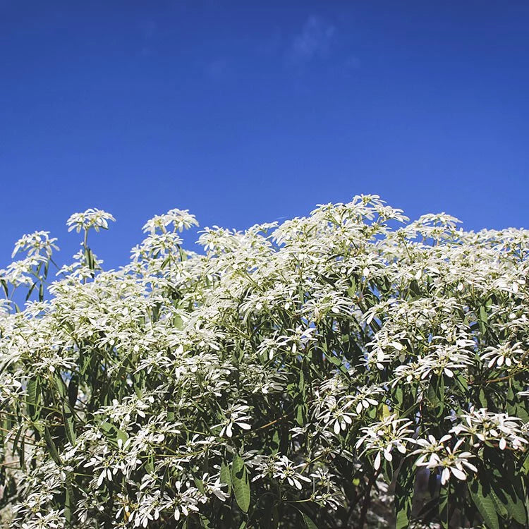 白雪木盆栽|聖誕節必備|陽光植物
