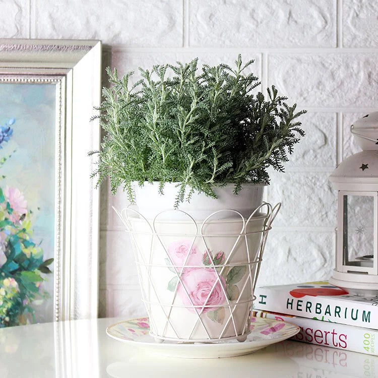 薰衣草棉 | 黃色球狀花朵 | 棉杉菊 | 陽光植物