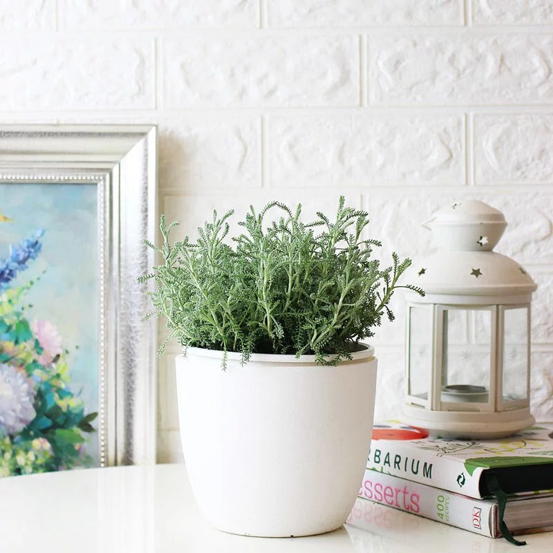 薰衣草棉 | 黃色球狀花朵 | 棉杉菊 | 陽光植物