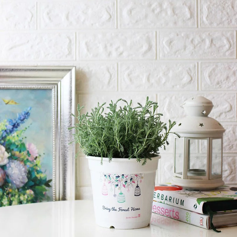 薰衣草棉 | 黃色球狀花朵 | 棉杉菊 | 陽光植物