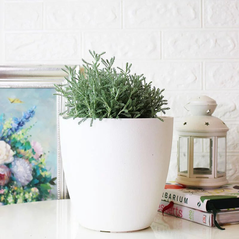 薰衣草棉 | 黃色球狀花朵 | 棉杉菊 | 陽光植物