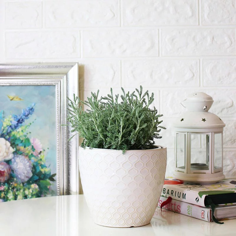 薰衣草棉 | 黃色球狀花朵 | 棉杉菊 | 陽光植物