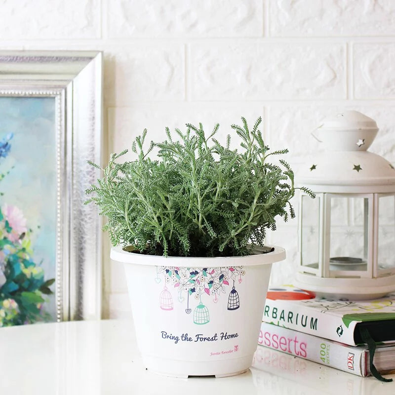 薰衣草棉 | 黃色球狀花朵 | 棉杉菊 | 陽光植物